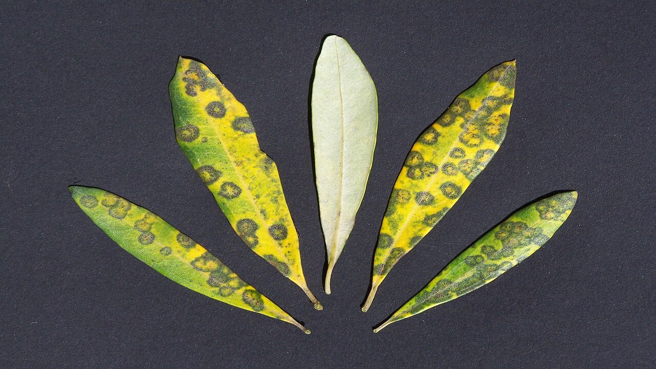 Treatment For Yellow Leaves On Olive Tree
