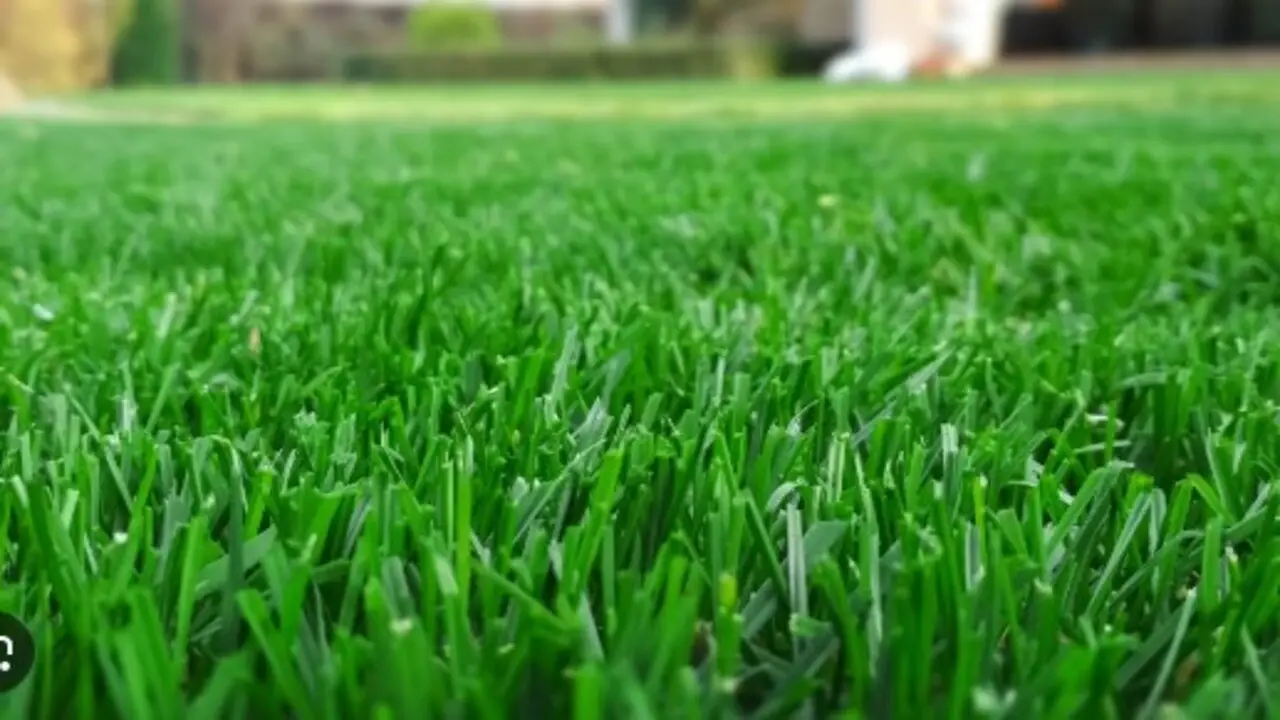 Trim And Maintain The Grass To Keep It Looking Neat And Healthy