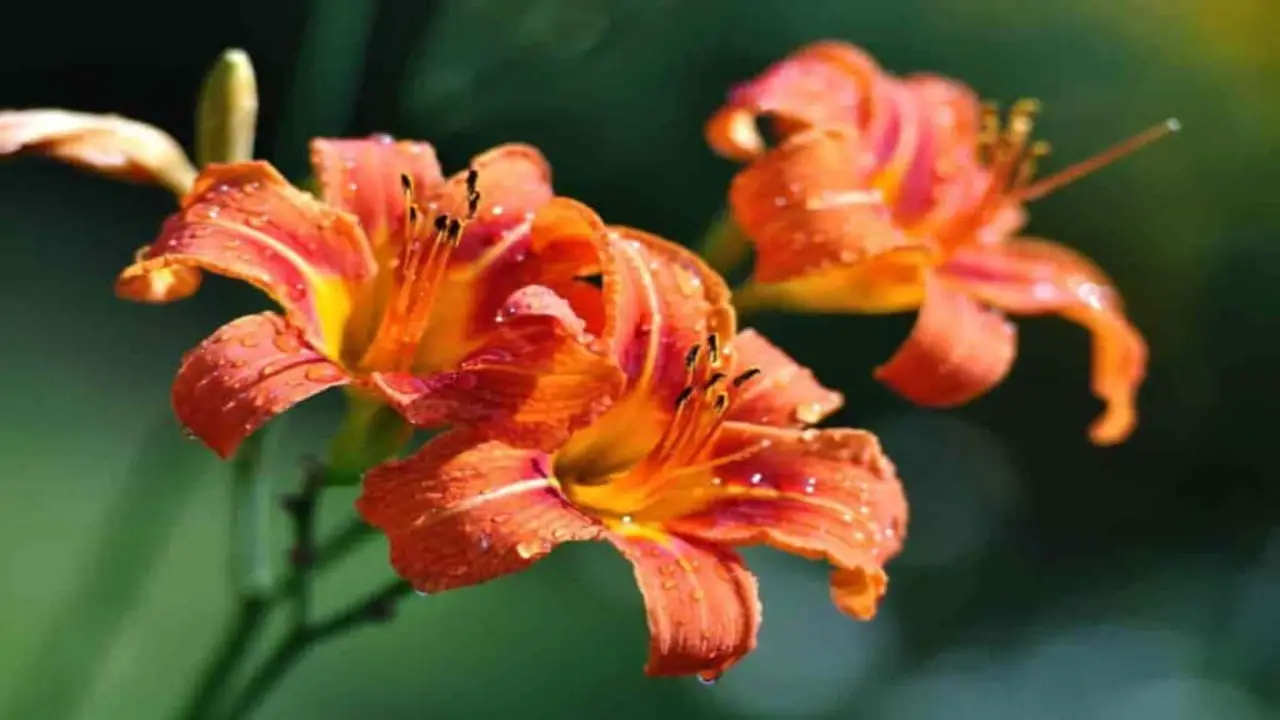 Troubleshooting Common Lily Growing Problems