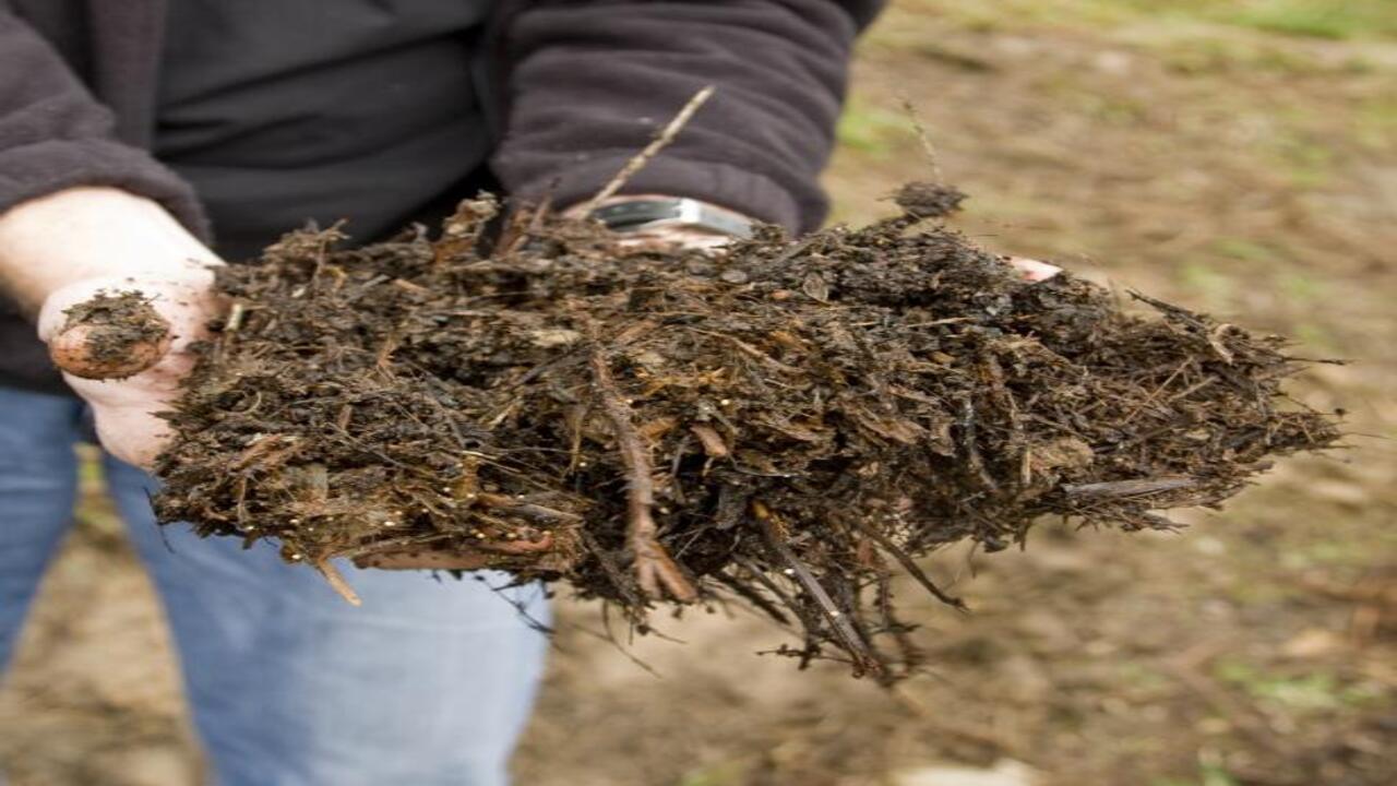 Troubleshooting Common Problems In Composting