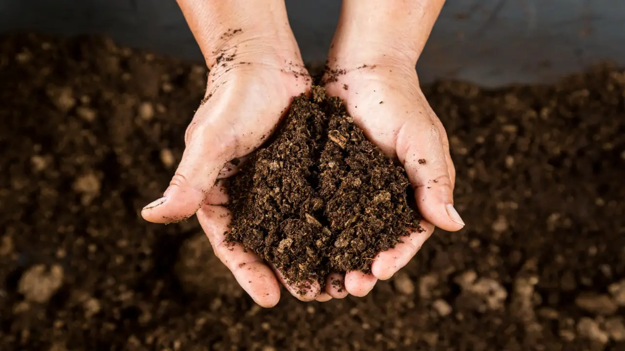 Types Of Compost And Benefit For Your Gardening