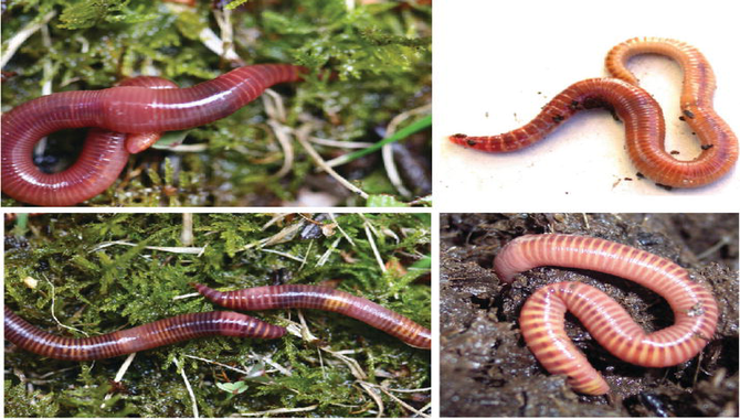 Types Of Earthworms Used In Composting
