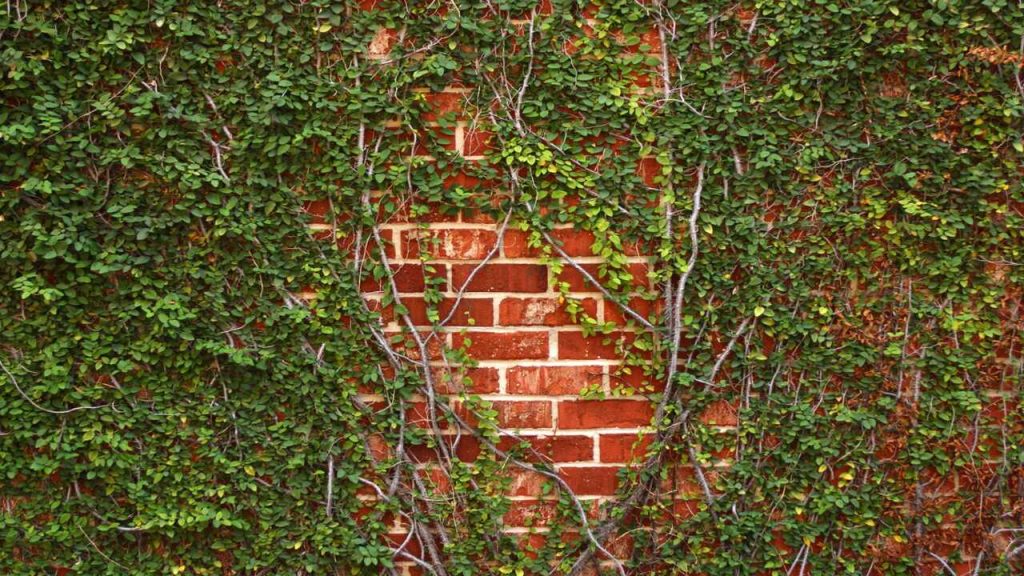 Vines For Brick Walls Elevate Your Wall