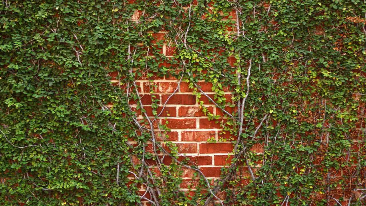 Types Of Vines Suitable For Brick Walls