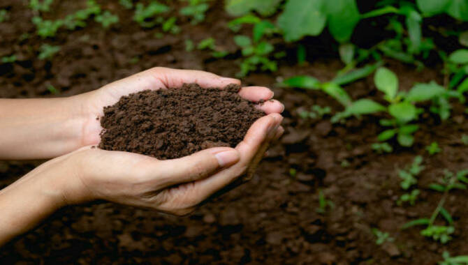 Understand Compost's Role In Soil Health