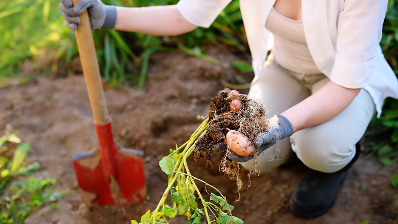 Understanding Soil Types And Nutrient Needs