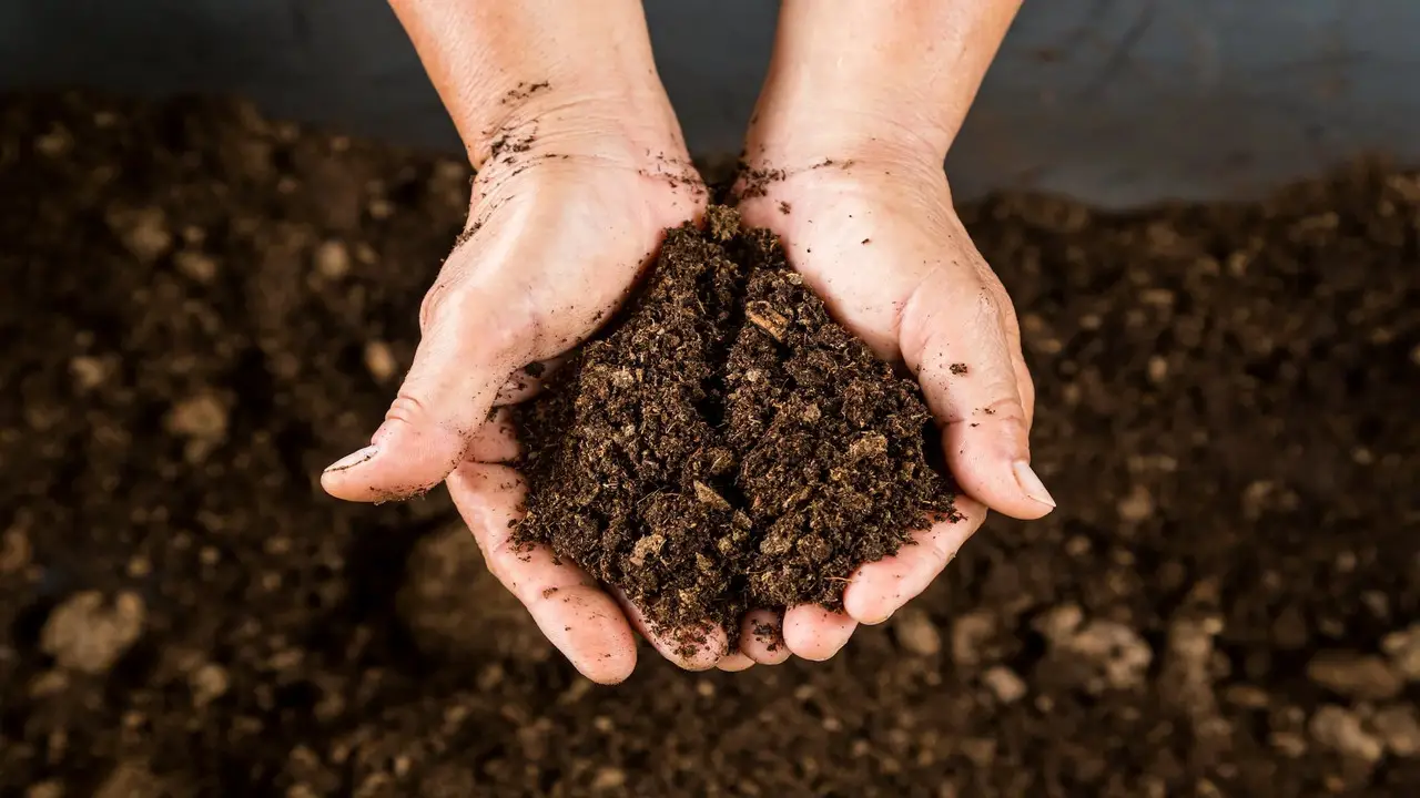 Understanding The Basics What's Compost And Why It Matters