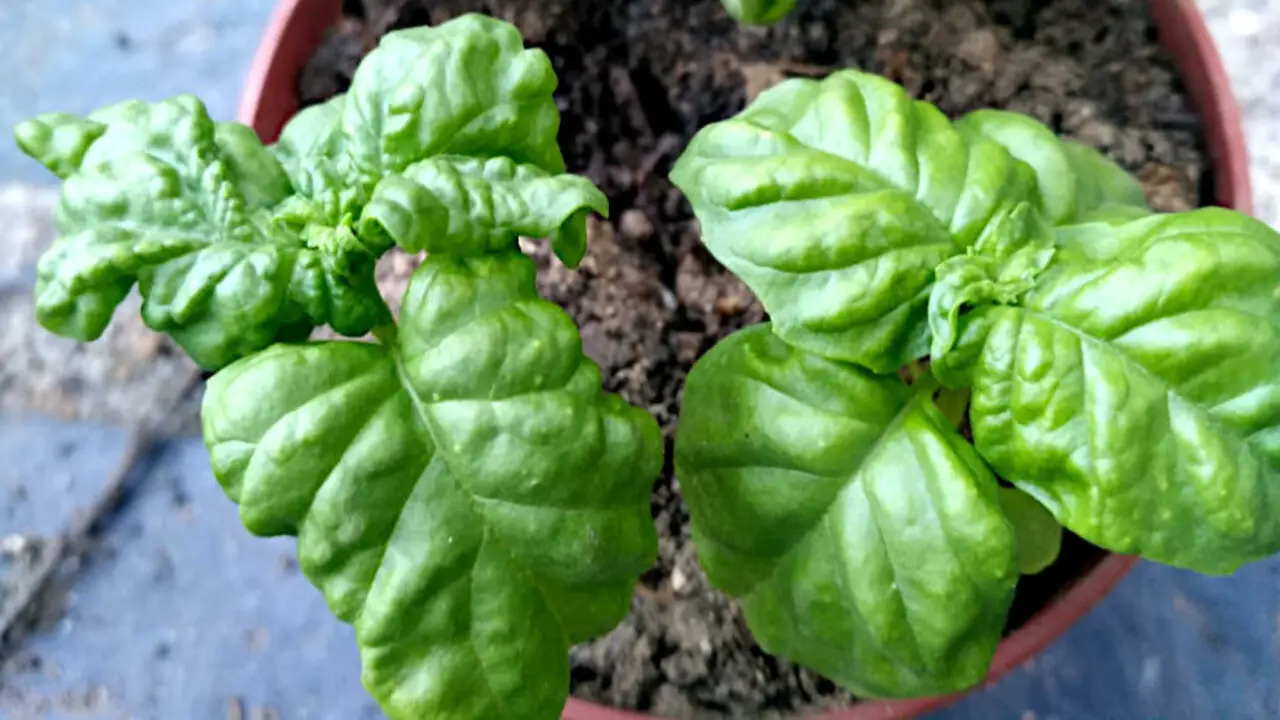 Understanding The Causes Of Basil Leaf Curl