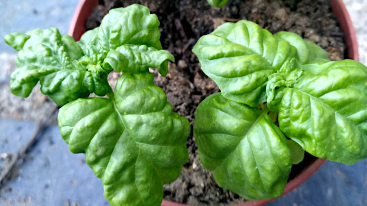 Understanding The Causes Of Basil Leaf Curl