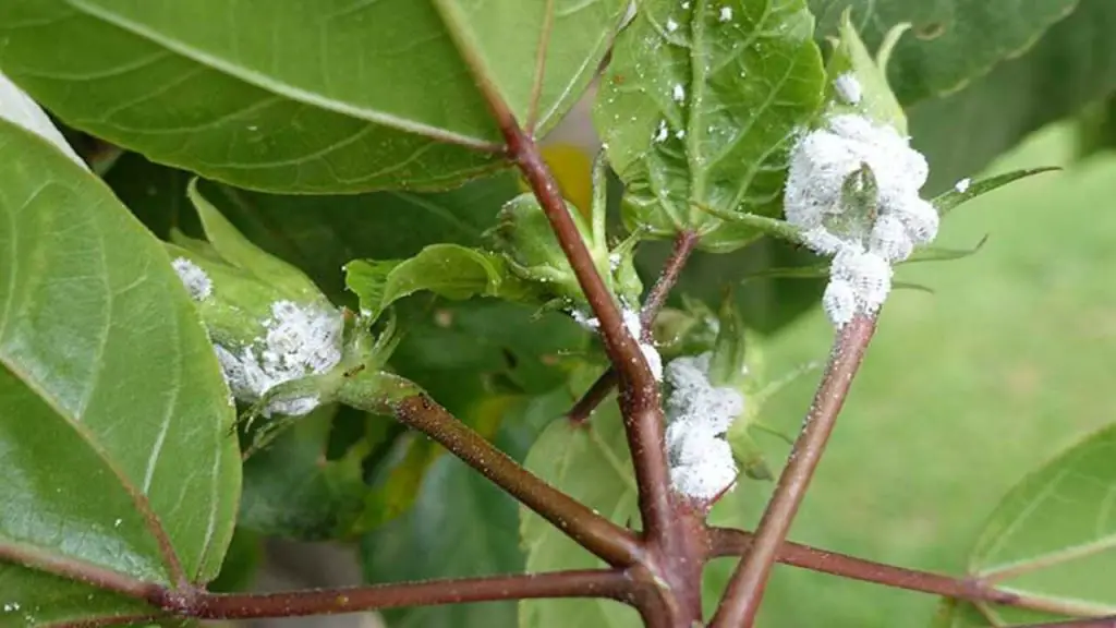 Unveiling The Mystery Of White Spots On Money Tree: Causes And ...