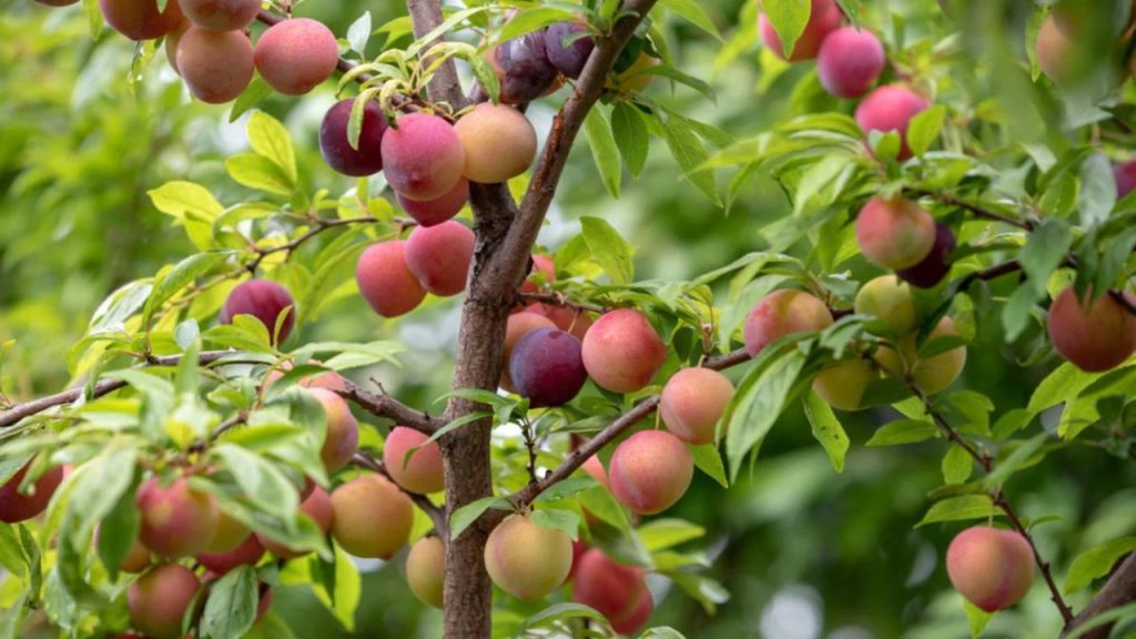 When Do Plum Trees Produce Fruit Bearing Secrets Revealed