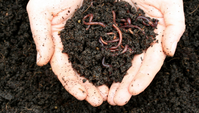 Understanding The Science Of Vermicomposting