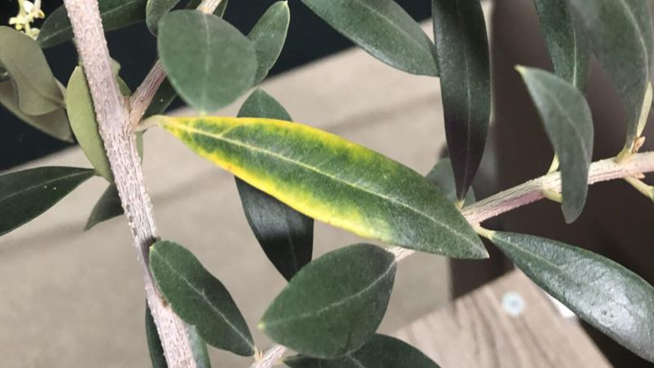 Understanding Why Olive Leaves Turn Yellow