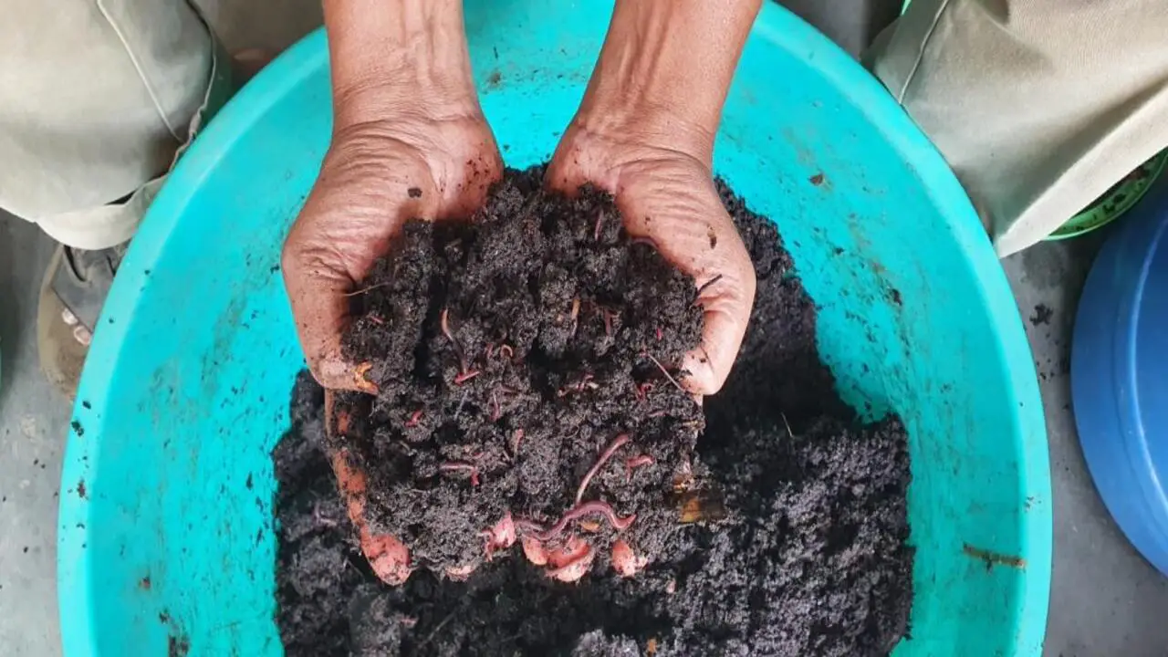 Unravelling The Definition Of Compost & How The Process Works
