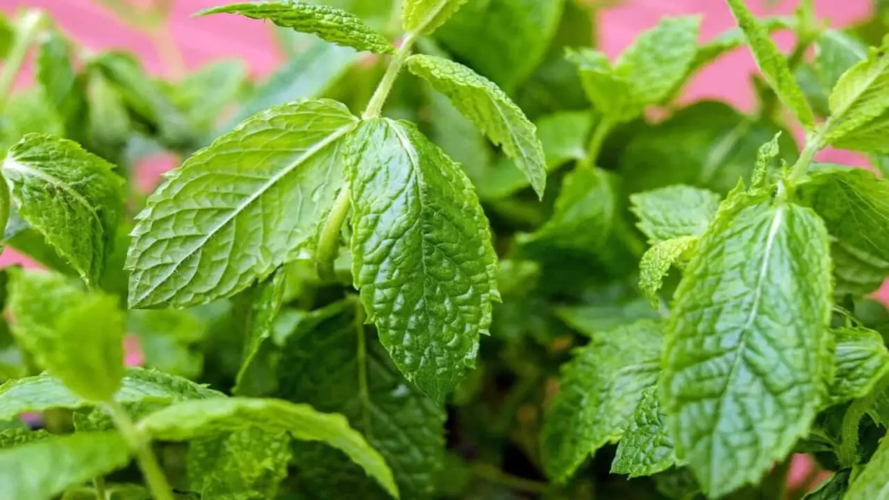 Using A Natural Solution To Restore The Color To Mint Leaves