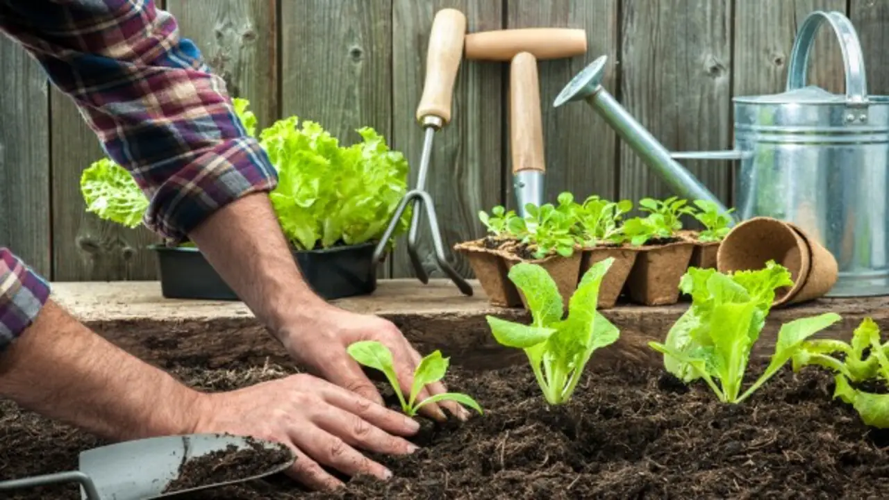 Using Compost In Your Garden