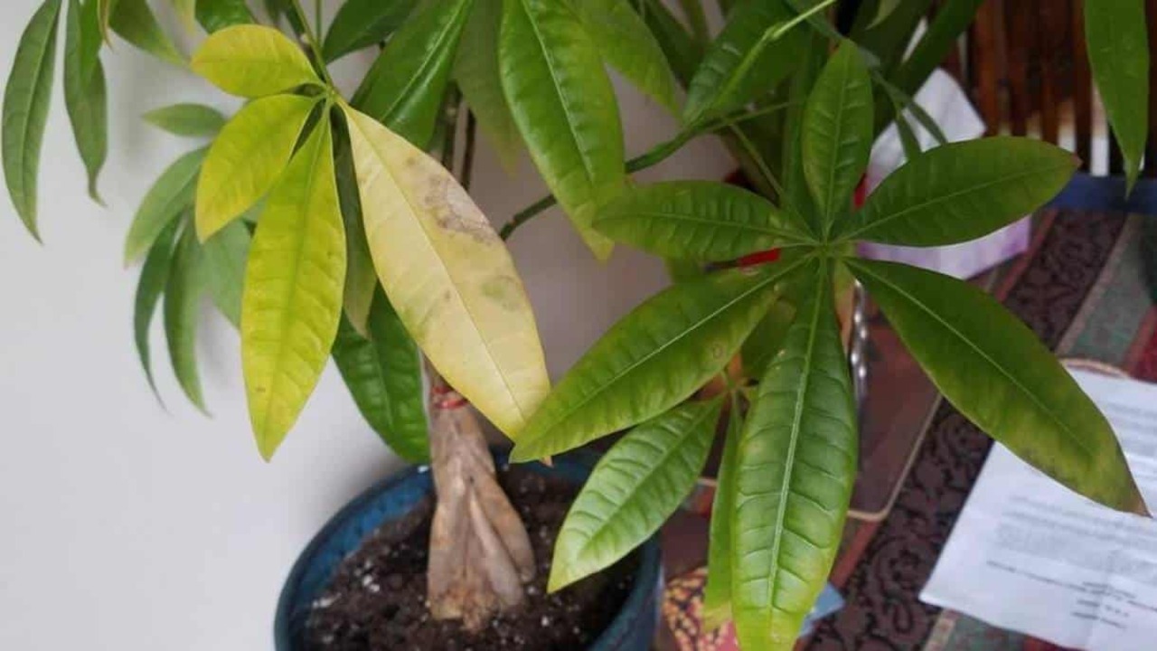 Using Insecticidal Soap To Treat White Spots On A Money Tree