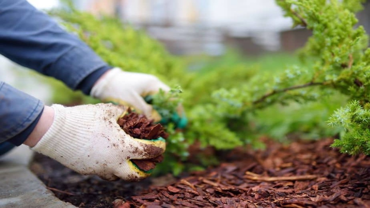 Using Mulch To Prevent Re-Growth