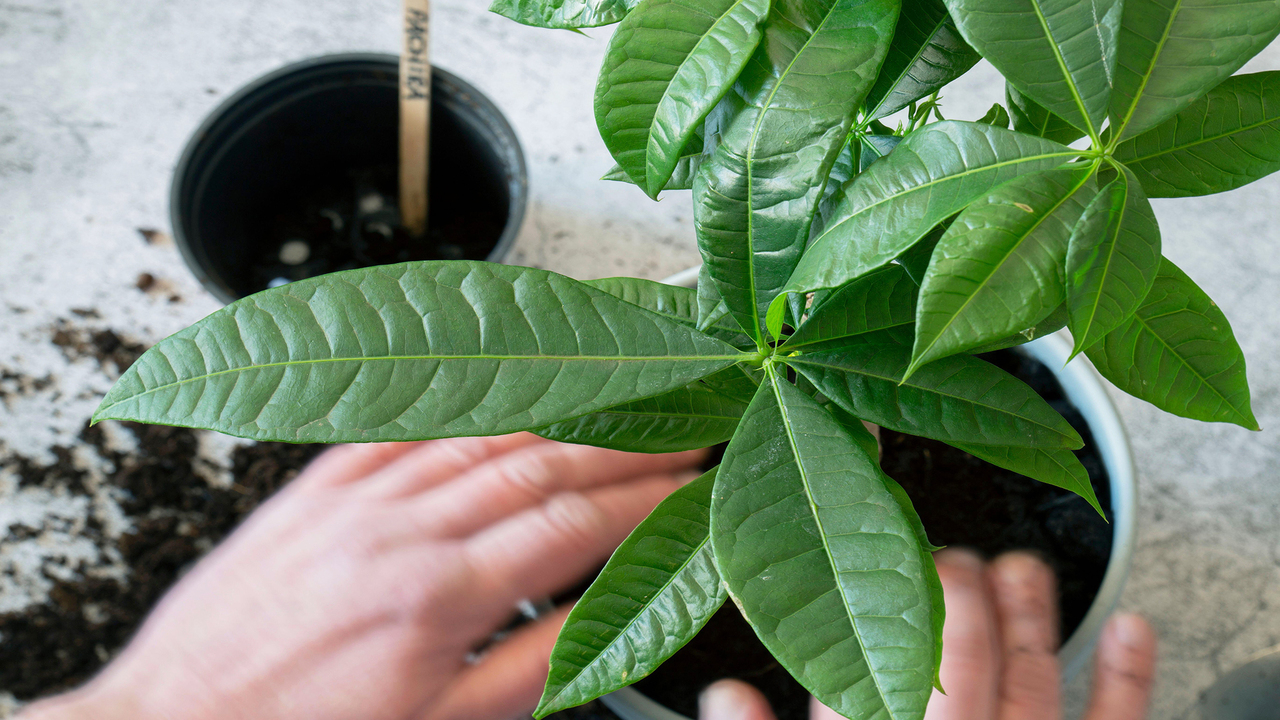 Using Neem Oil To Treat White Spots On A Money Tree