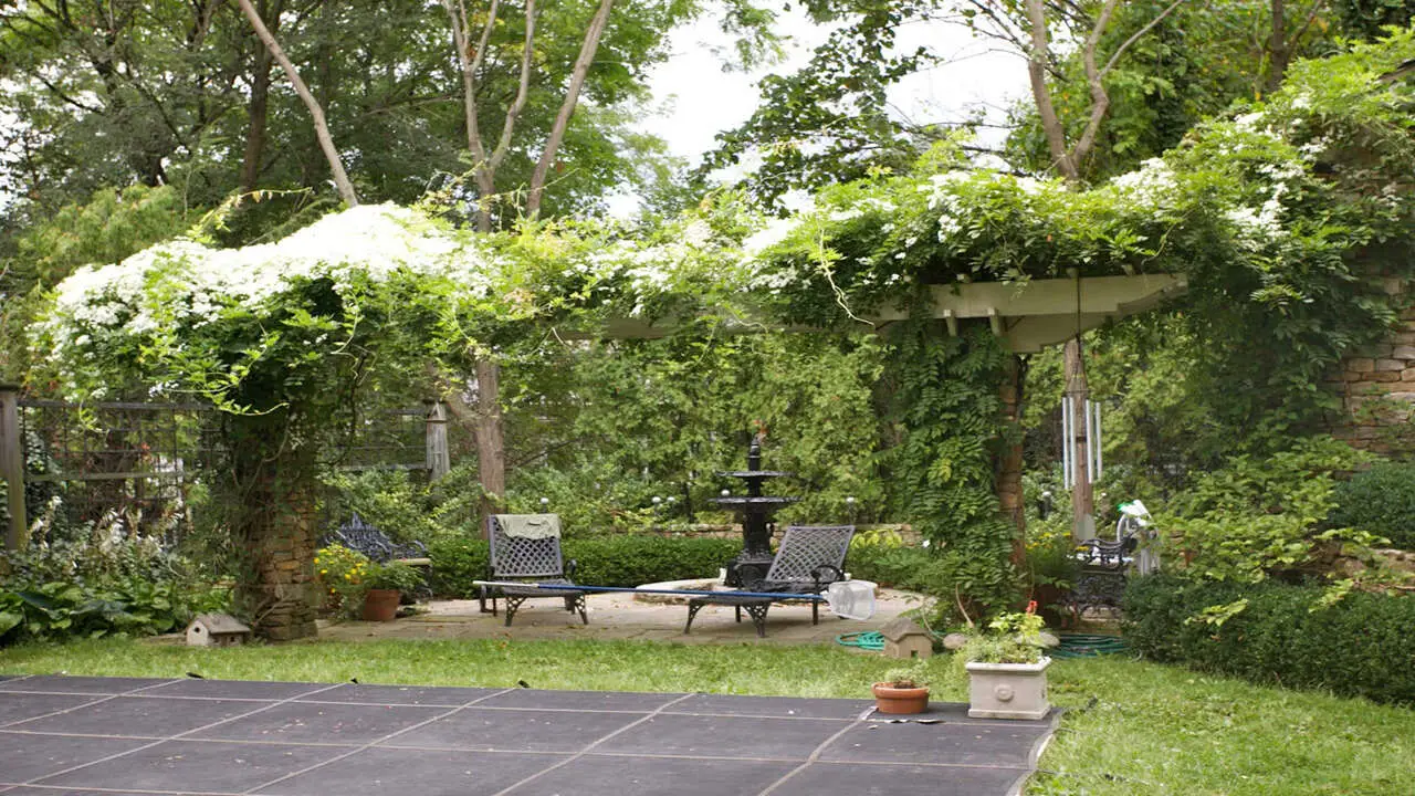 Using Vines For Privacy And Shade On Outdoor Spaces
