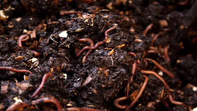 Vermicomposting In Different Environments
