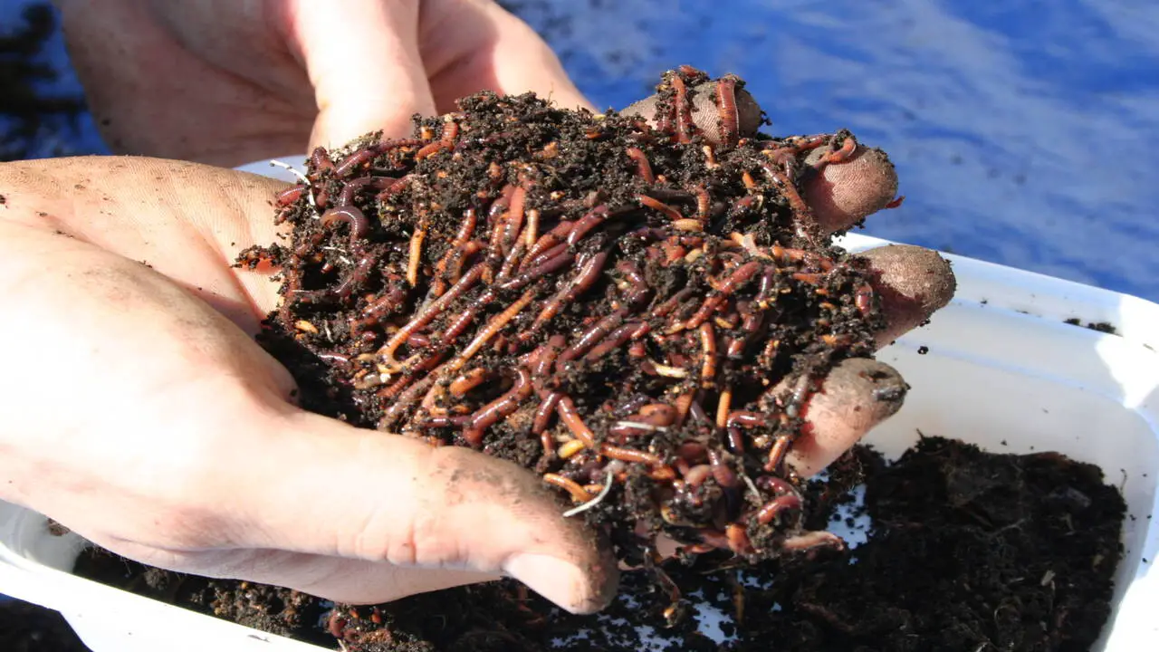 Vermicomposting