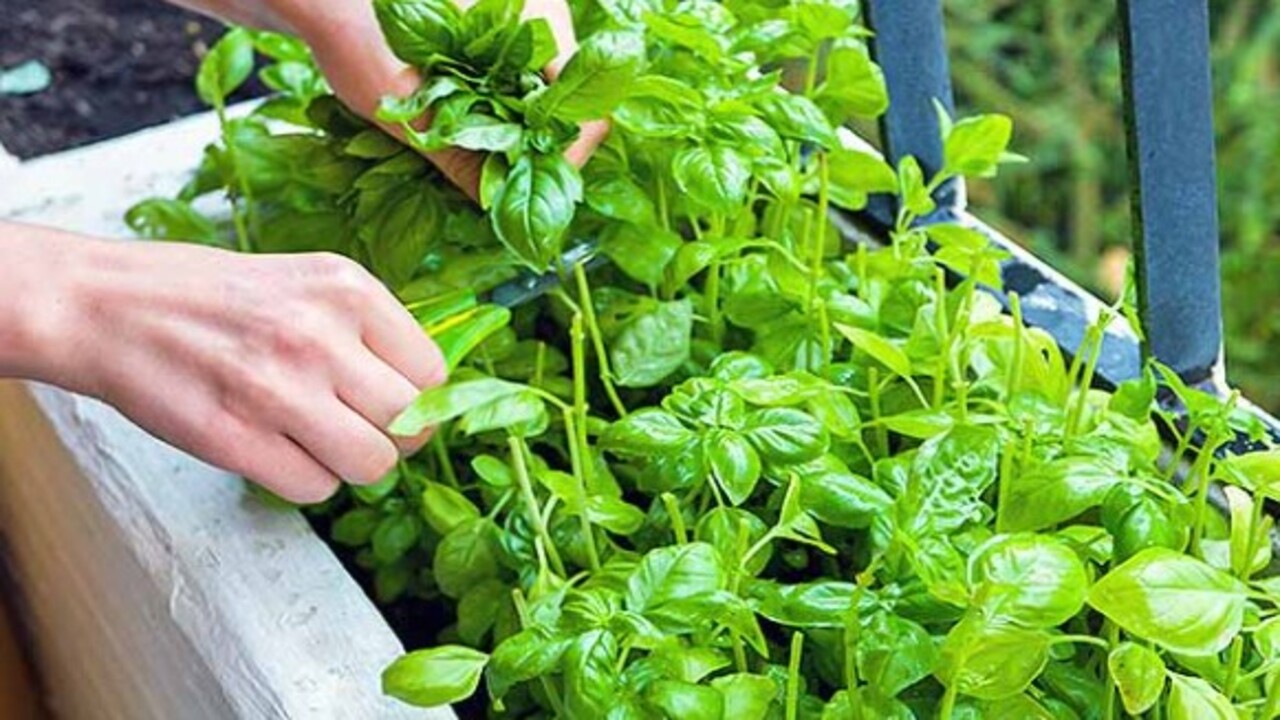 Watering And Fertilizing Basil Plants