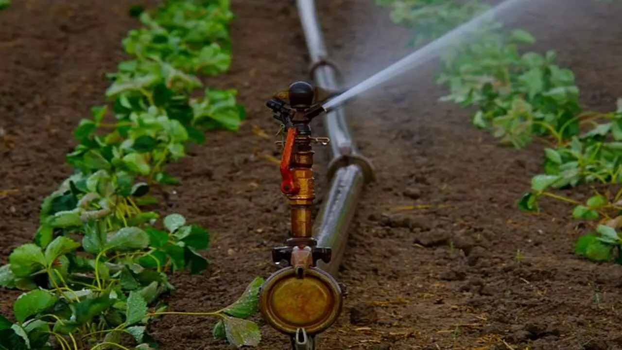 Watering And Irrigation Considerations For Composting Plants