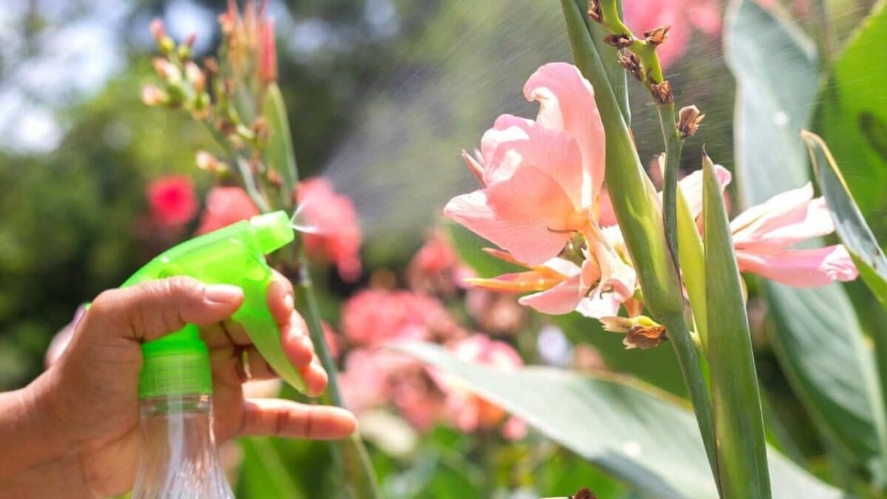 Watering And Mulching