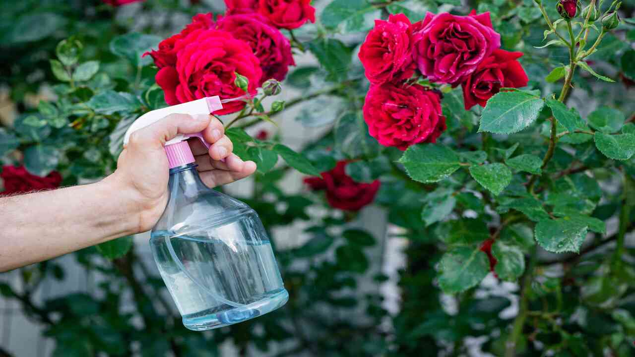 Watering Roses To Prevent Black Stem Fungus