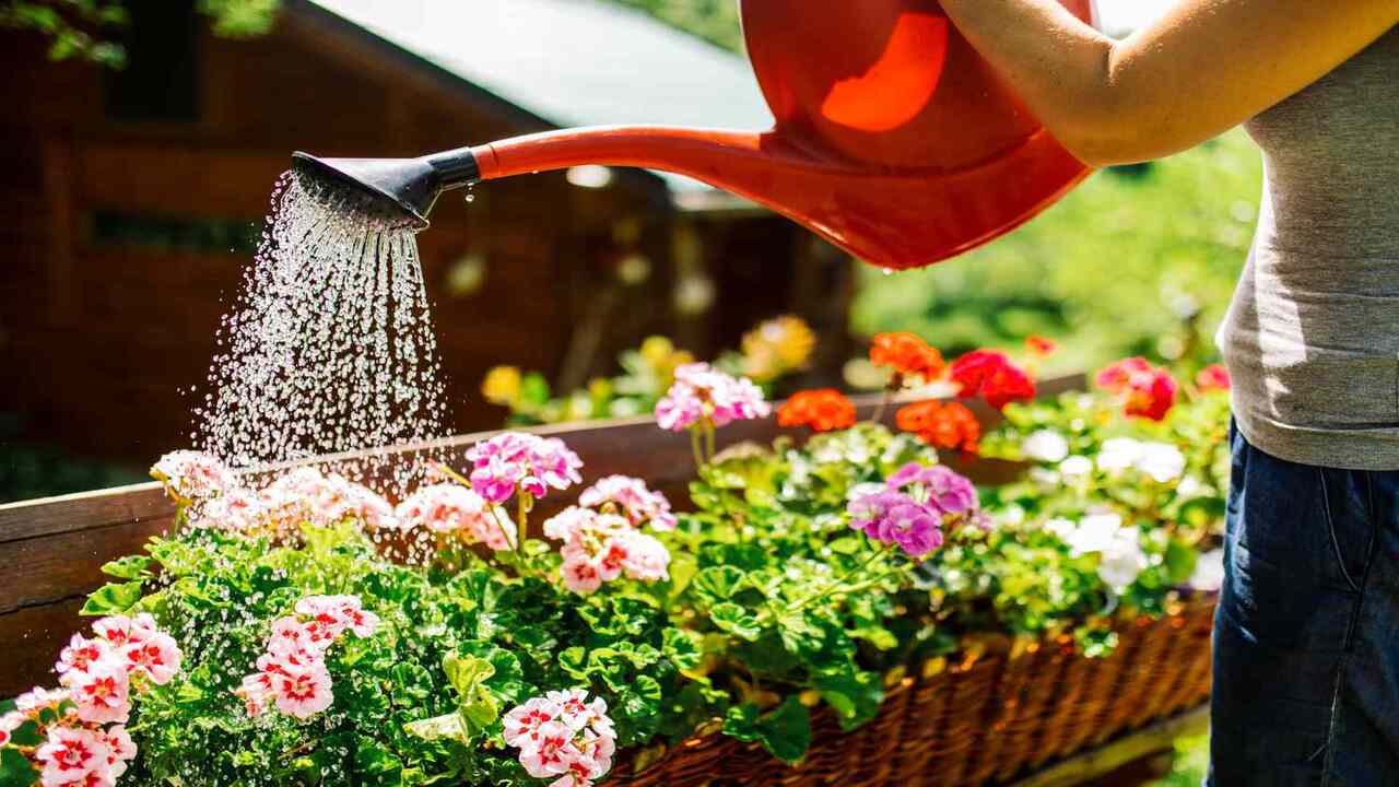 Watering The Plants