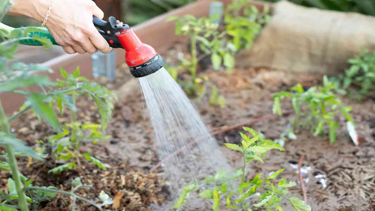 Watering Your Plants After Fertilizer Application