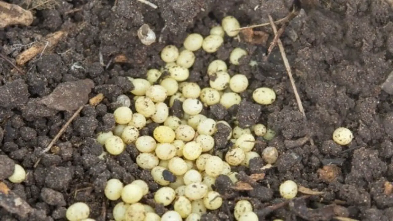 What Are Green Fertilizer Balls