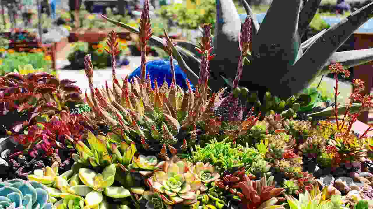 What Are Some Benefits Of Planting Succulents On A Stone Wall