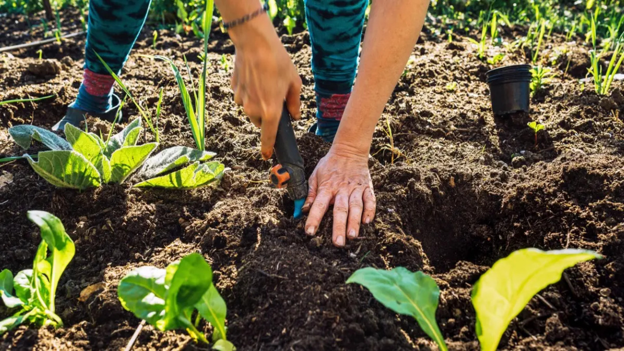 What Are The Key Benefits Of Using American Compost In Gardening