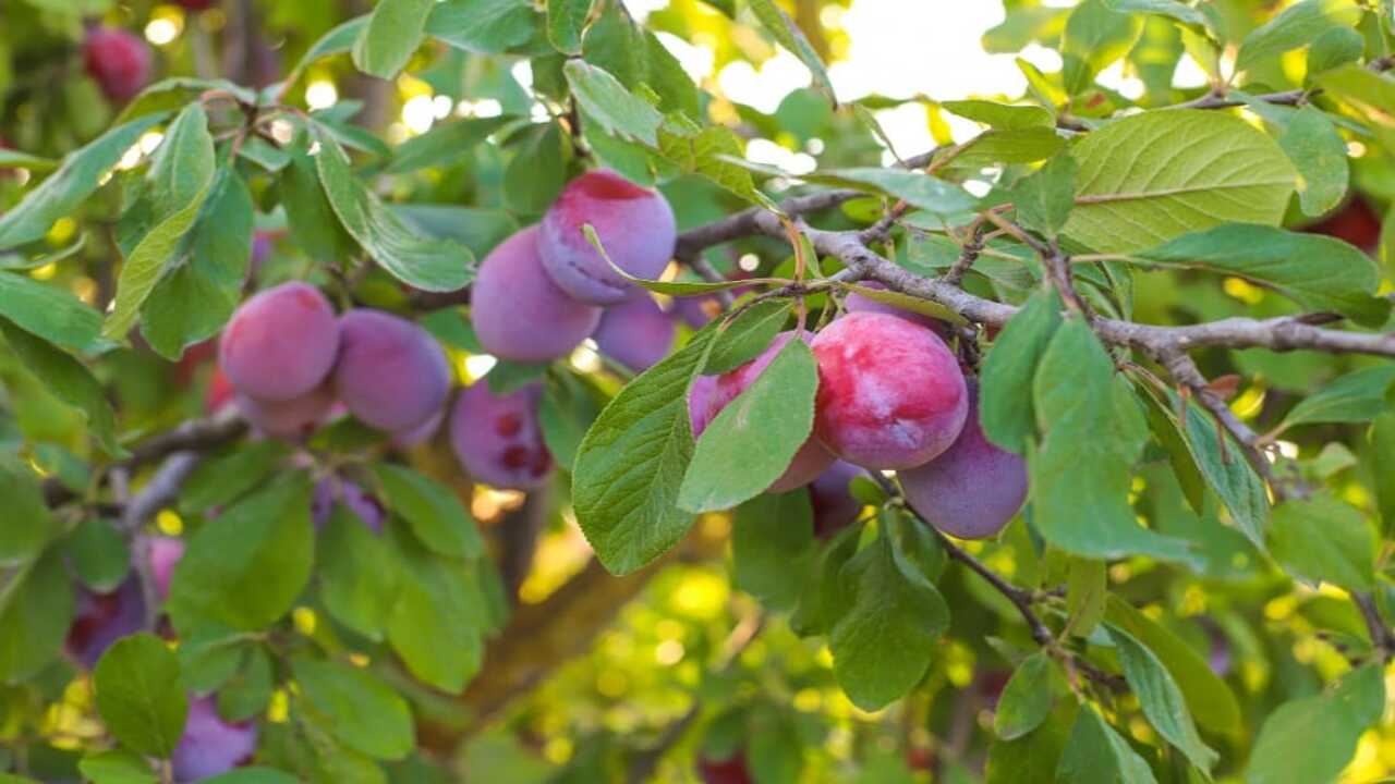 What Factors Influencing When Do Plum Trees Produce Fruit