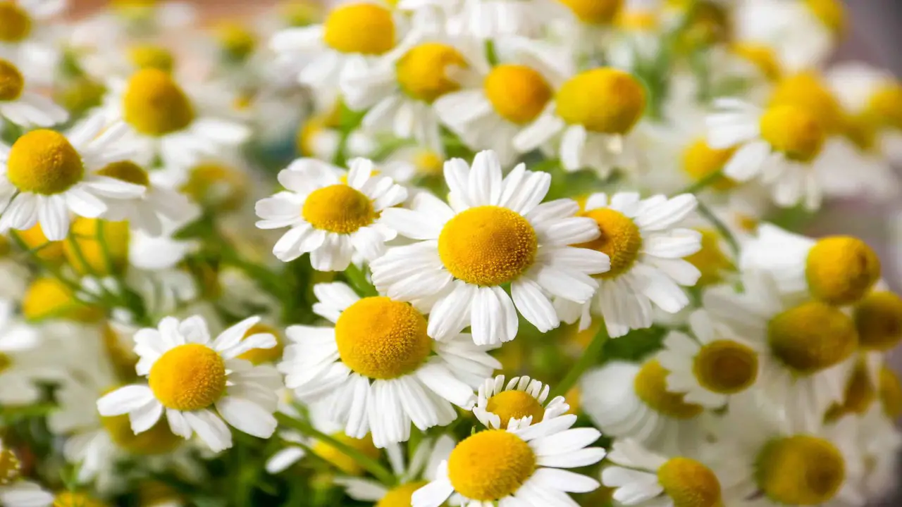 What Is Chamomile