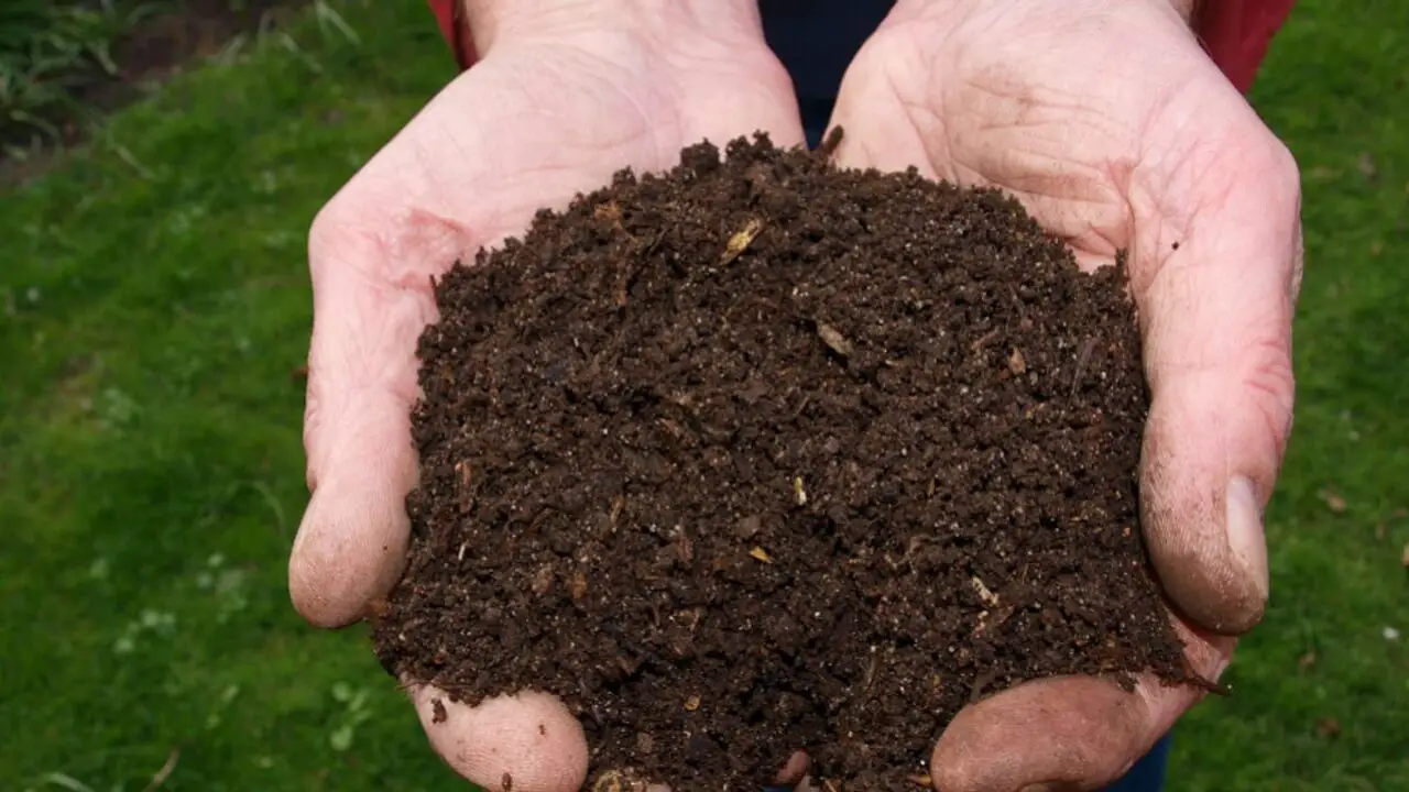 What Is Compost Good For A Look At The Nutrient-Rich Benefits