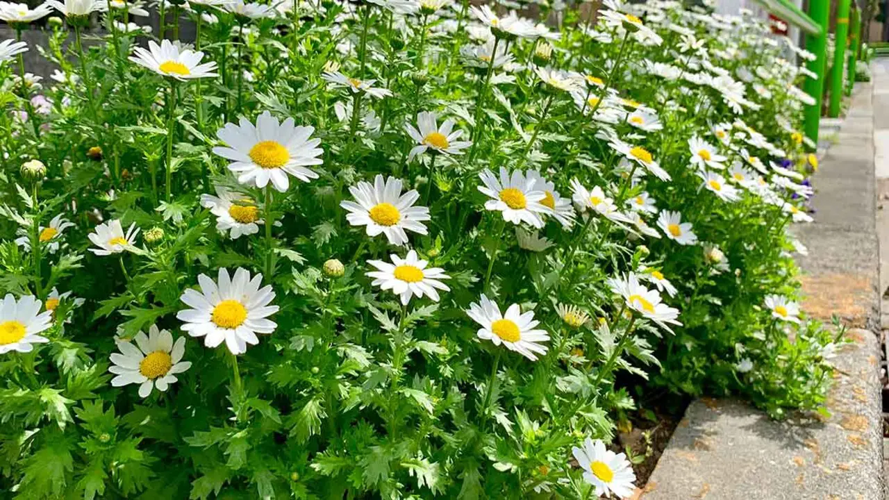 What Is Feverfew
