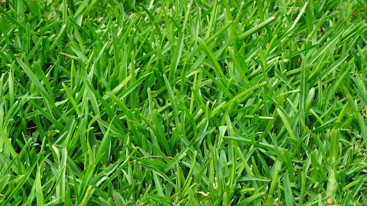 What Is Real Grass