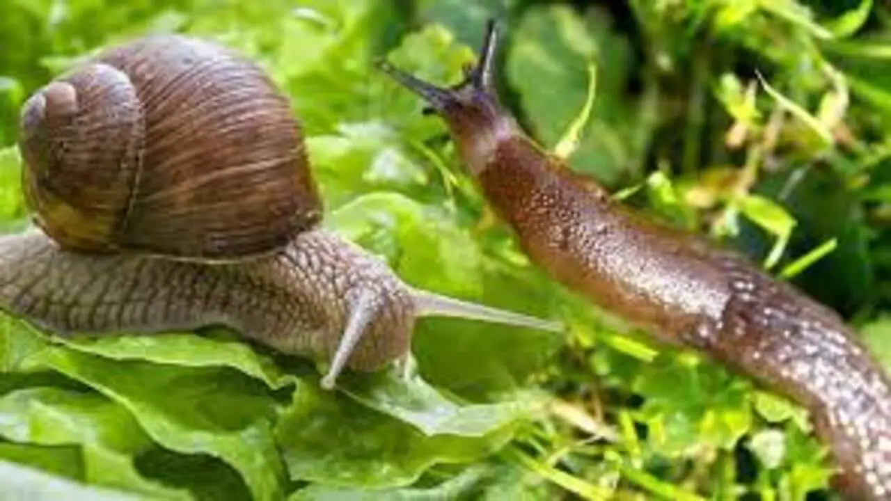 What Is The Difference Between A Slug And A Snail