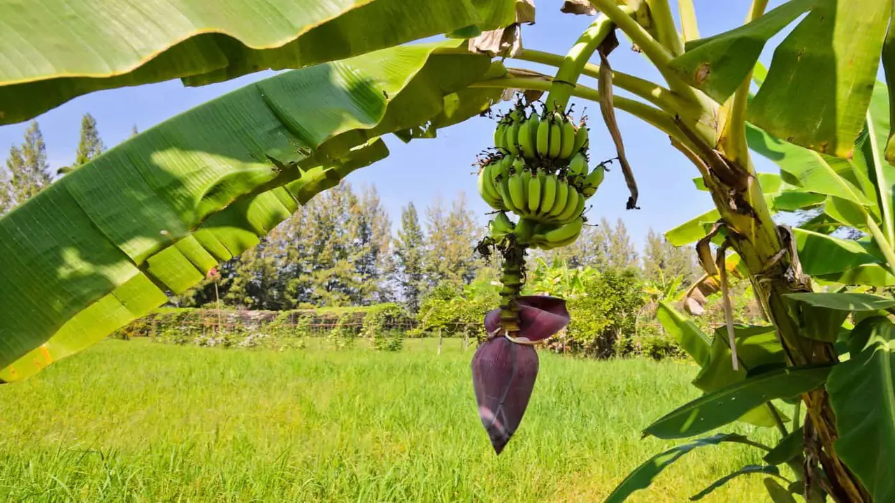 When Should You Consider Professional Help For Your Banana Plant