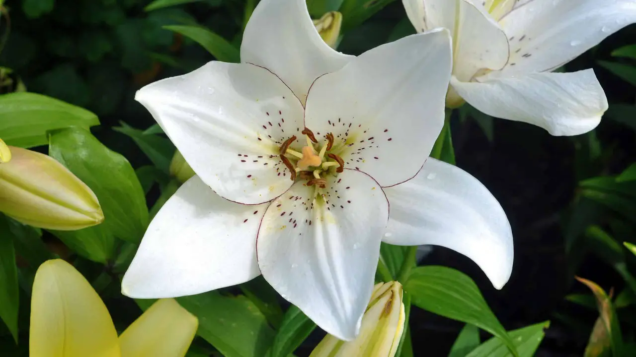 When To Choose White Lilies