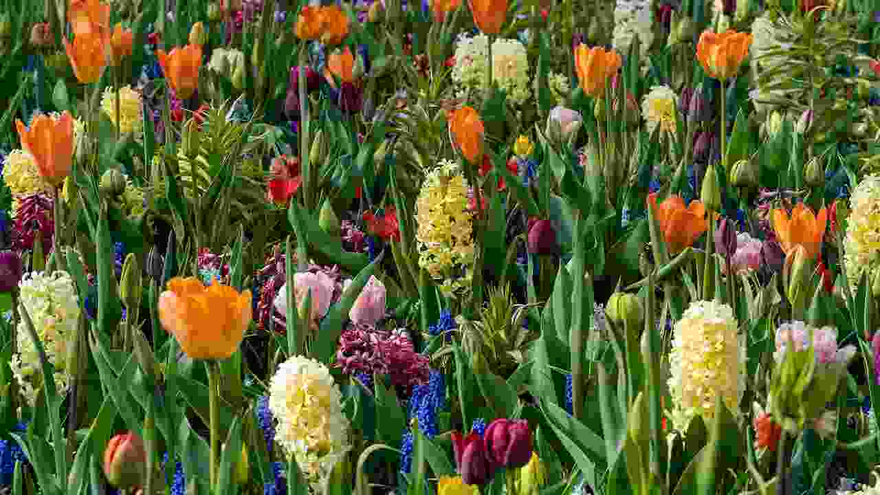 When To Plant Bulbs