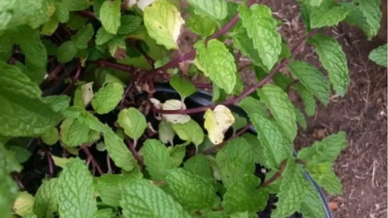 Why Are Mint Leaves Turning Yellow 