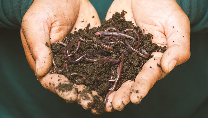 Why Compost With Earthworms