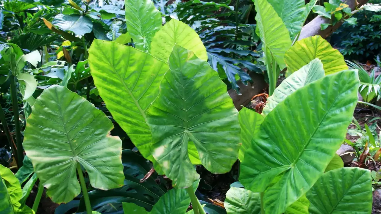 Why Is My Elephant Ear Drooping 7 Causes & Solutions