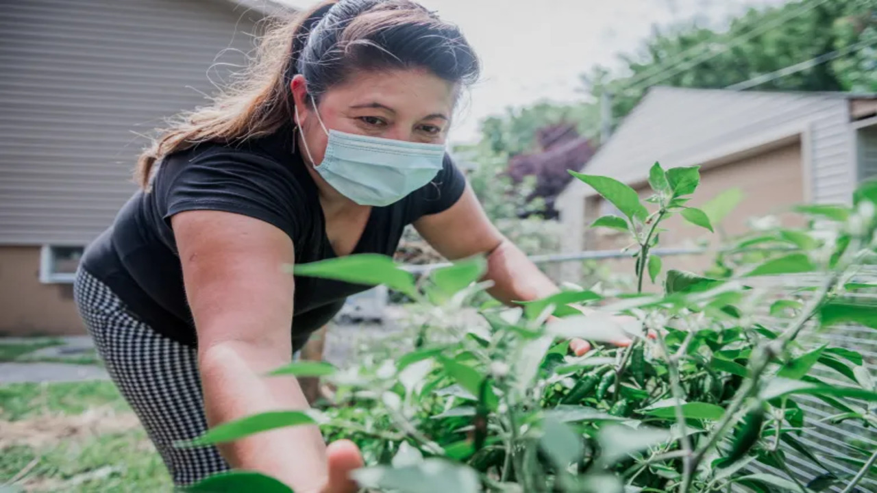 Why Is Perico Plant Famous Among Gardeners