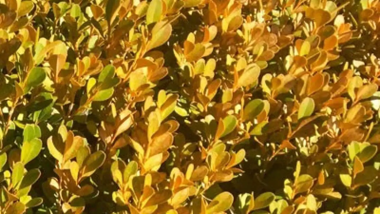 Why My Boxwood Turning Yellow - Common Causes