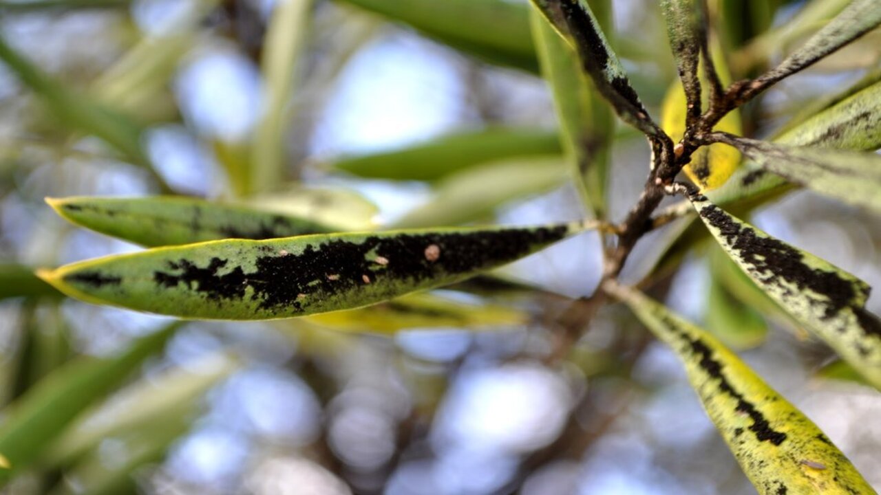 Yellowing Leaves On Olive Tree Causes And Solutions